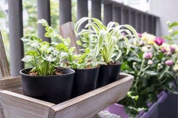Plants on a patio